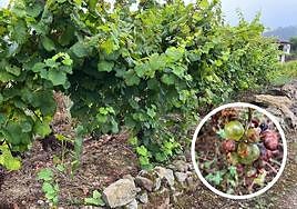 Viñedo dañado en el concejo de Candamo; detalle de uvas en mal estado.