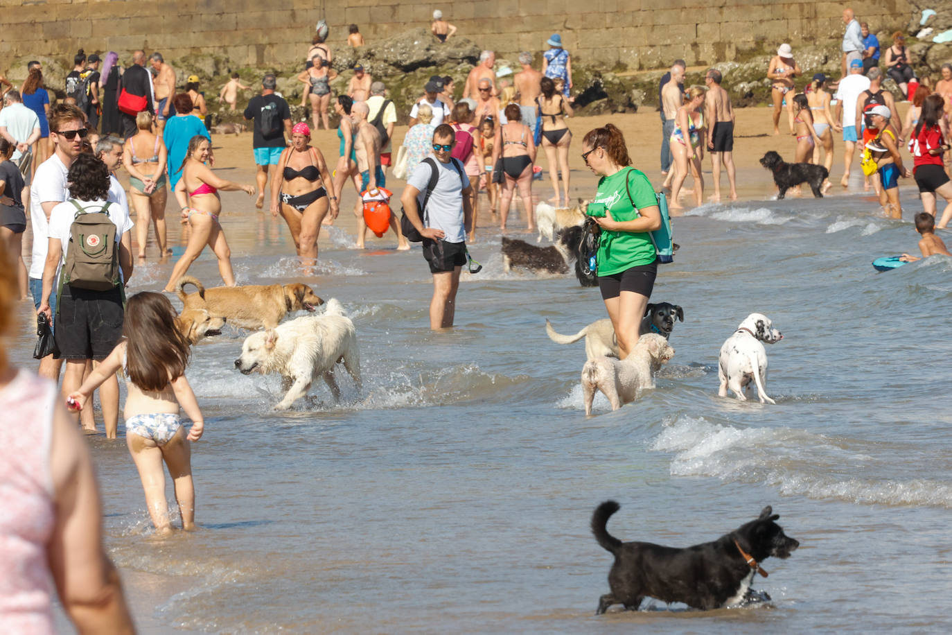 Los perros vuelven a la playa de San Lorenzo