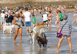 Los perros vuelven a la playa de San Lorenzo