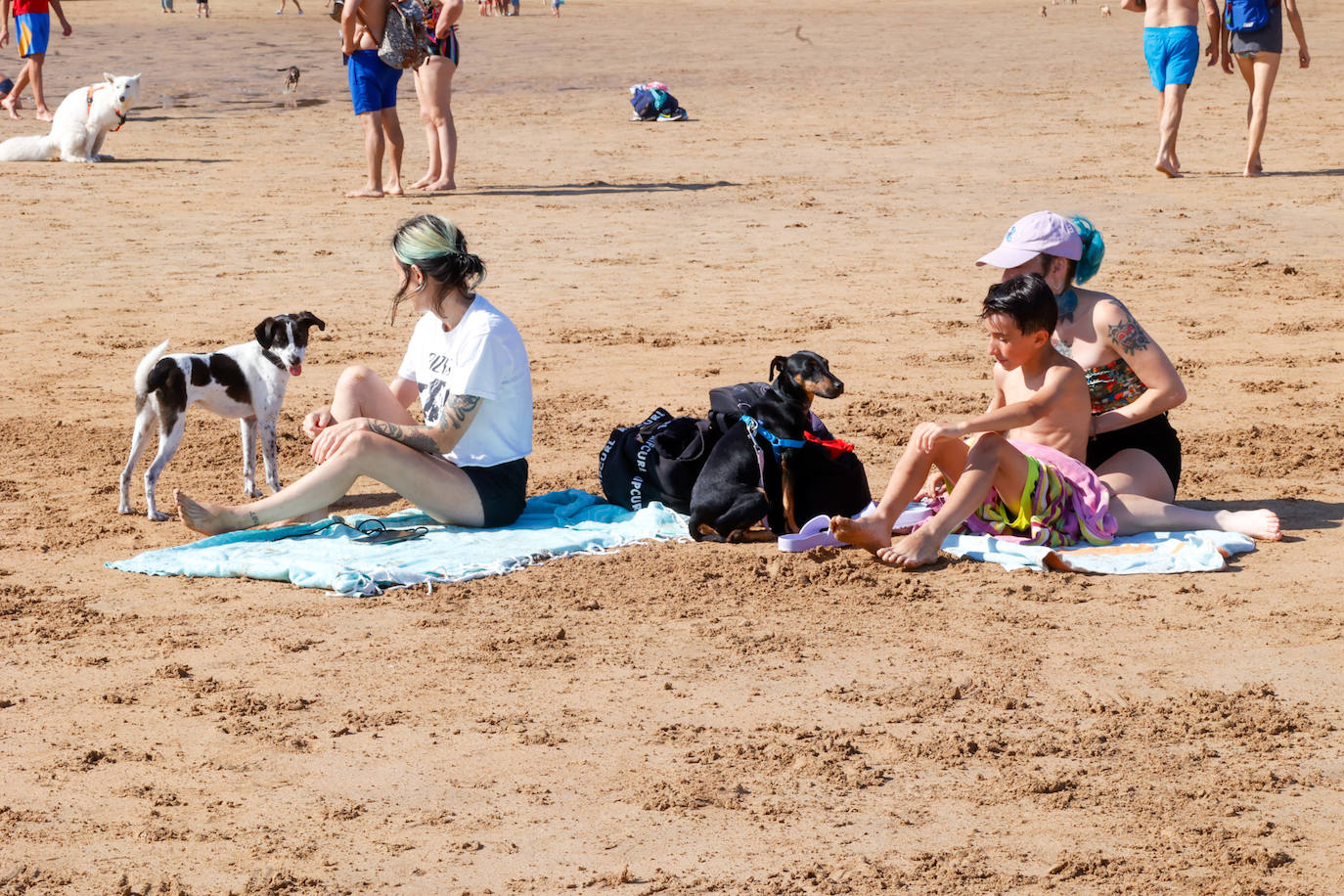 Los perros vuelven a la playa de San Lorenzo