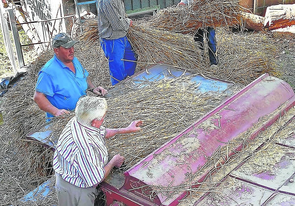 Los vecinos de la parroquia canguesa de Limés mallan trigo a la manera tradicional.