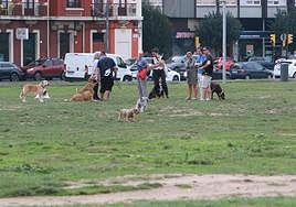 El 'solarón', un lugar de esparcimiento para los canes en Gijón.