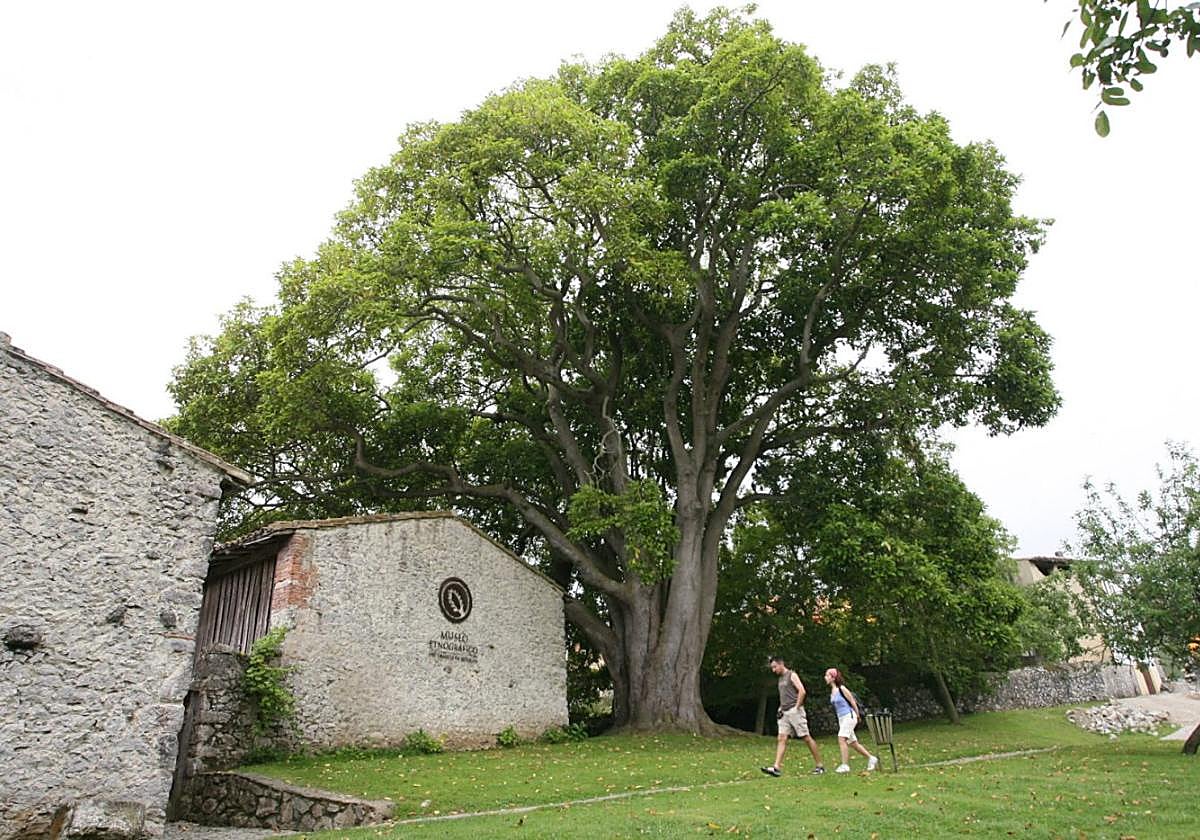 Desde 1906 crece un imponente aguacatero de más de 20 metros de altura a las puertas del Museo Etnográfico del Oriente. Lo trajo el indiano Ángel Sordo Pandanal de México.
