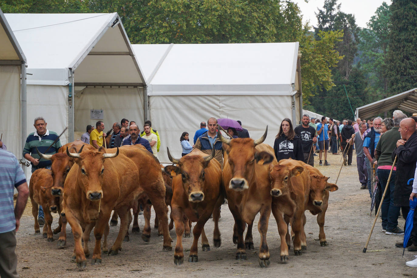 1.500 reses en la feria ganadera de Santa Teresa