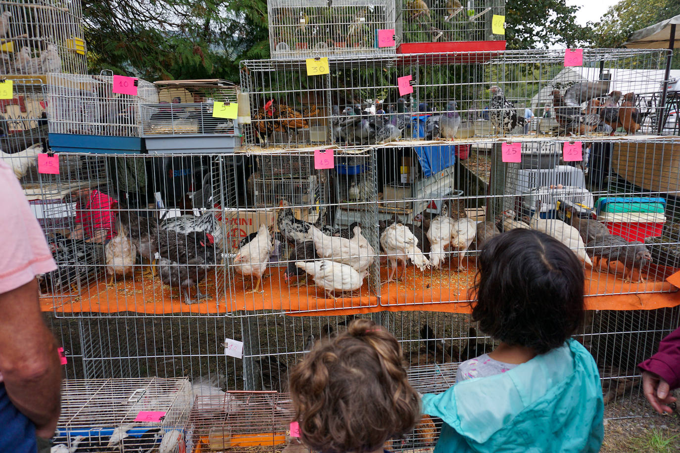1.500 reses en la feria ganadera de Santa Teresa