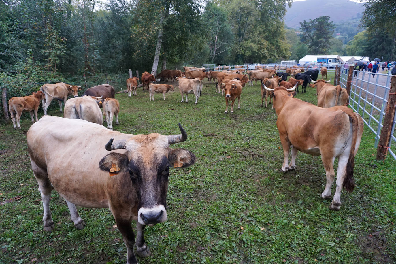 1.500 reses en la feria ganadera de Santa Teresa