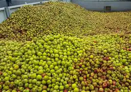 Quejas de los productores de manzana de sidra por los «precios ridículos»