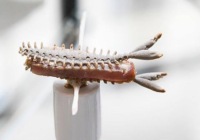 Pincho que consiguió la medalla de plata en el concurso.