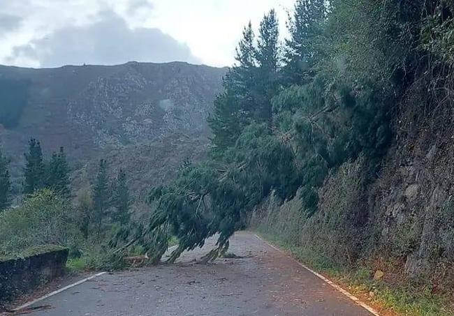 Caída de un árbol en la carretera de acceso al publo de Onón, en Cangas del Narcea.