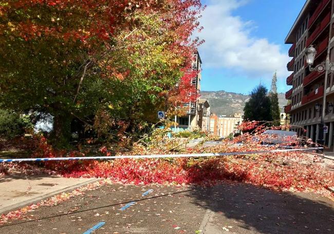 Una rama de grandes dimensiones cayó en plena calle e hirió a una mujer en Oviedo.