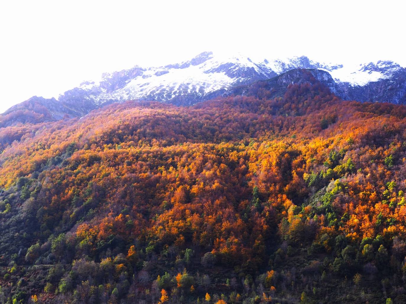 Las espectaculares imágenes otoñales en las brañas de Somiedo