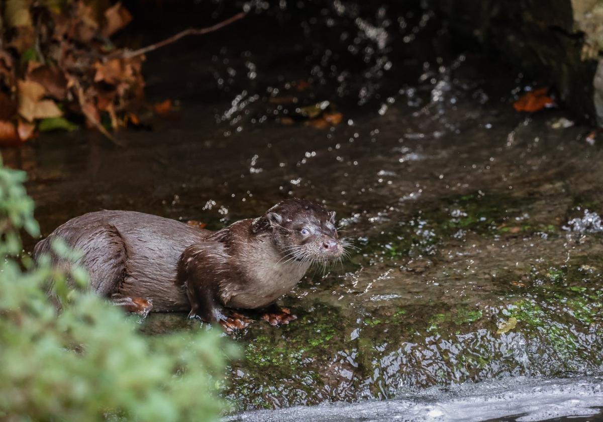 La nutria.