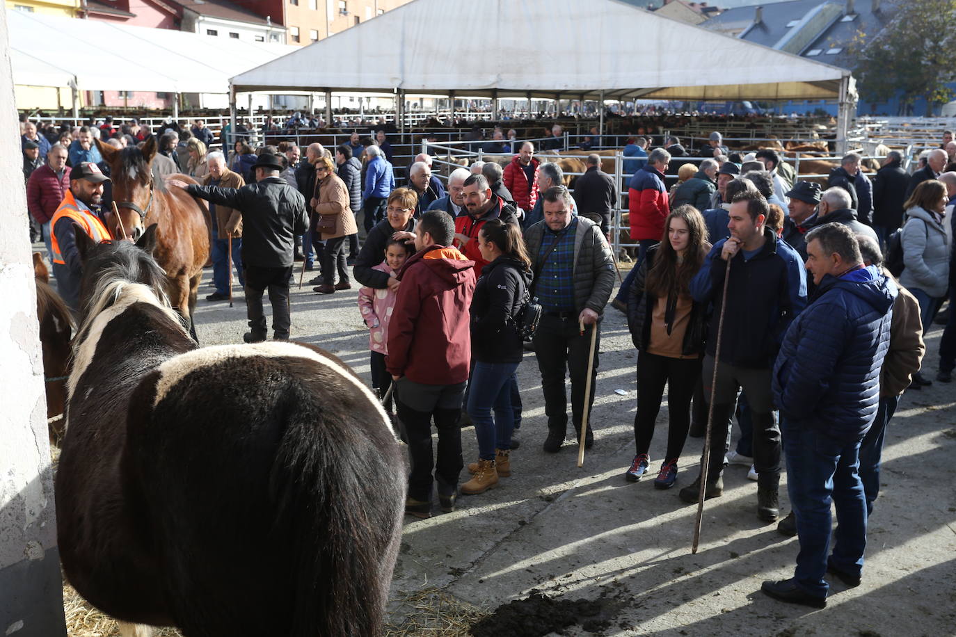 La feria del ganado de Cabañaquinta, en imágenes