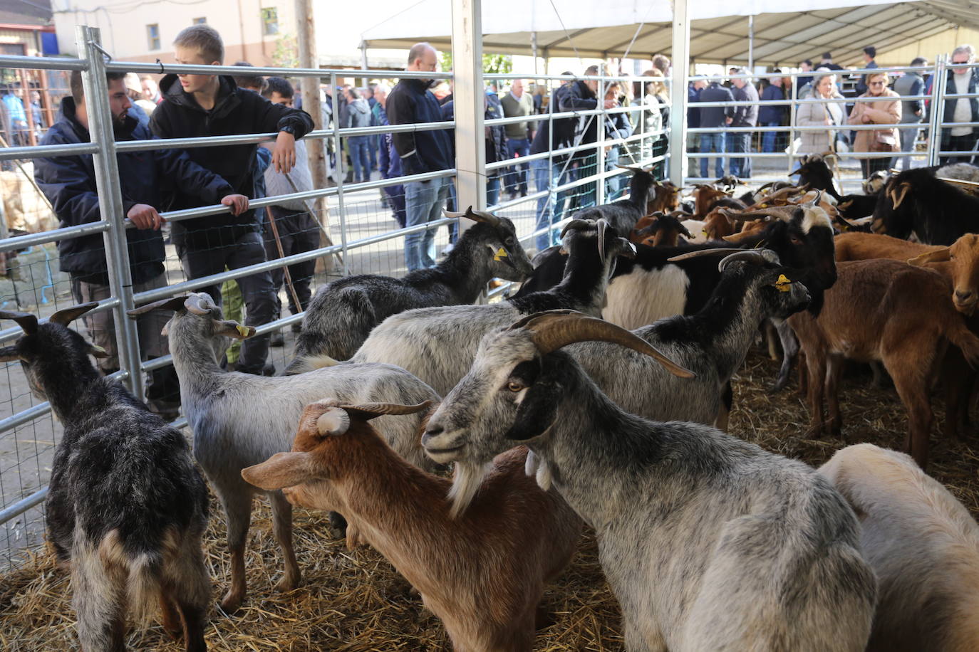 La feria del ganado de Cabañaquinta, en imágenes