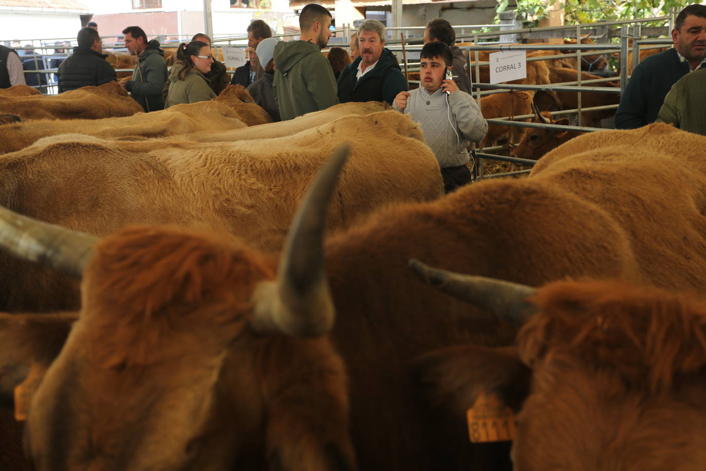 La feria del ganado de Cabañaquinta, en imágenes