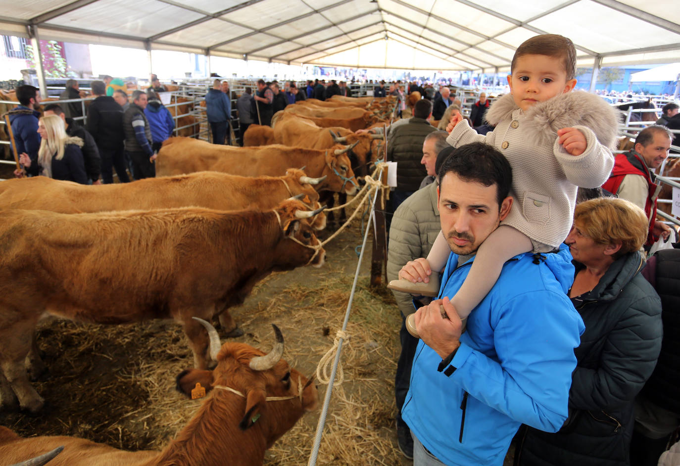 La feria del ganado de Cabañaquinta, en imágenes