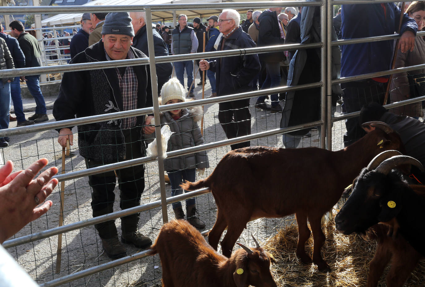 La feria del ganado de Cabañaquinta, en imágenes