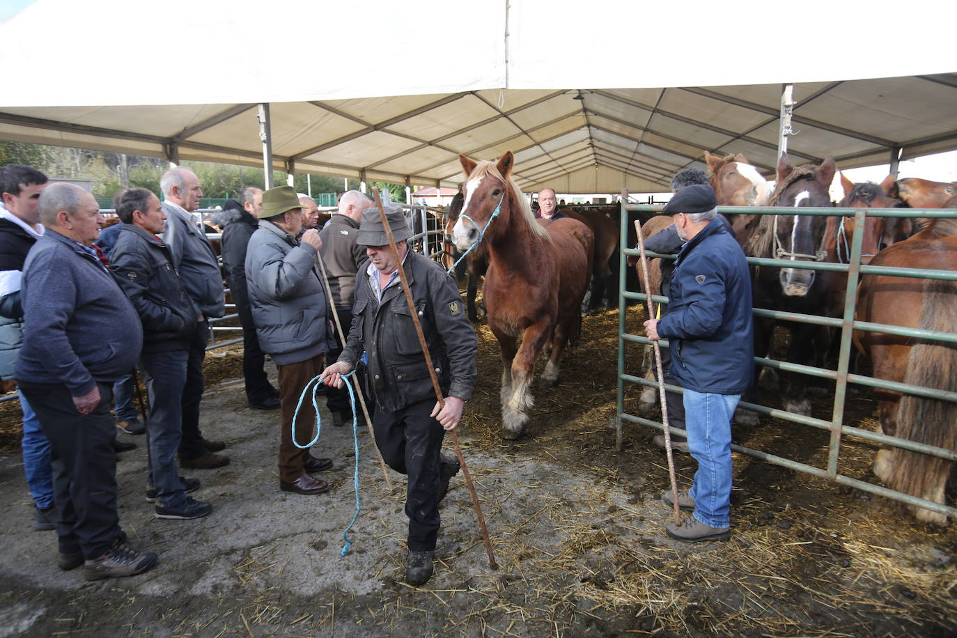 La feria del ganado de Cabañaquinta, en imágenes