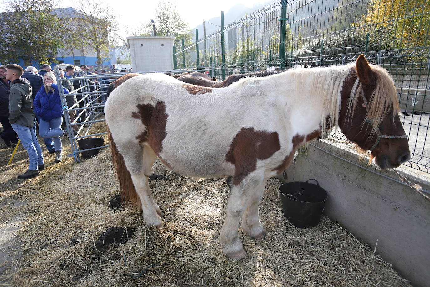 La feria del ganado de Cabañaquinta, en imágenes