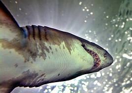 Una mujer fallece salvando a su hija del ataque de un tiburón