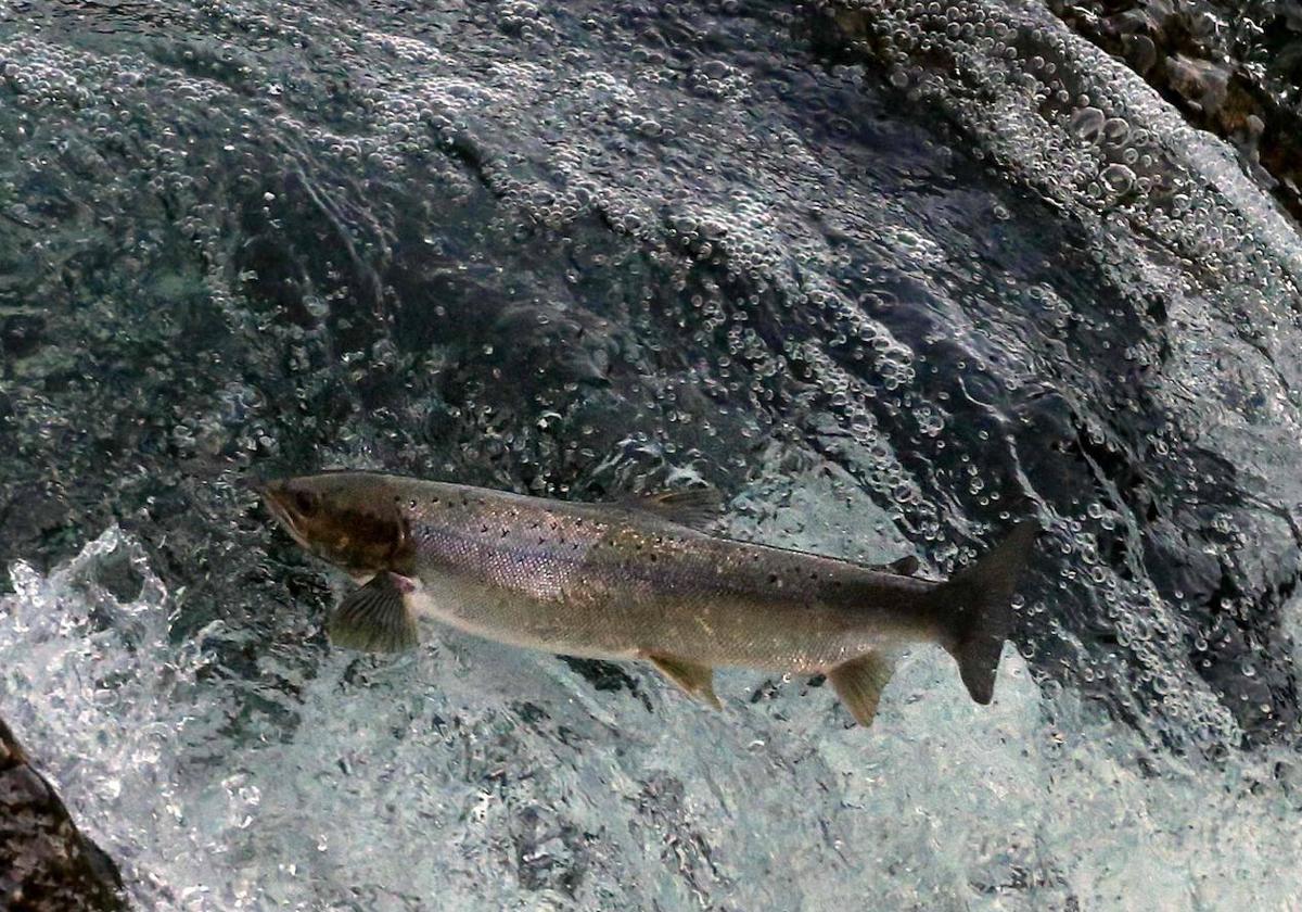 Un salmón, en Cangas del Narcea.