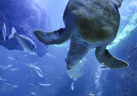 Explora los océanos todo el año con el Pase Anual B! del BIOPARC Acuario de Gijón