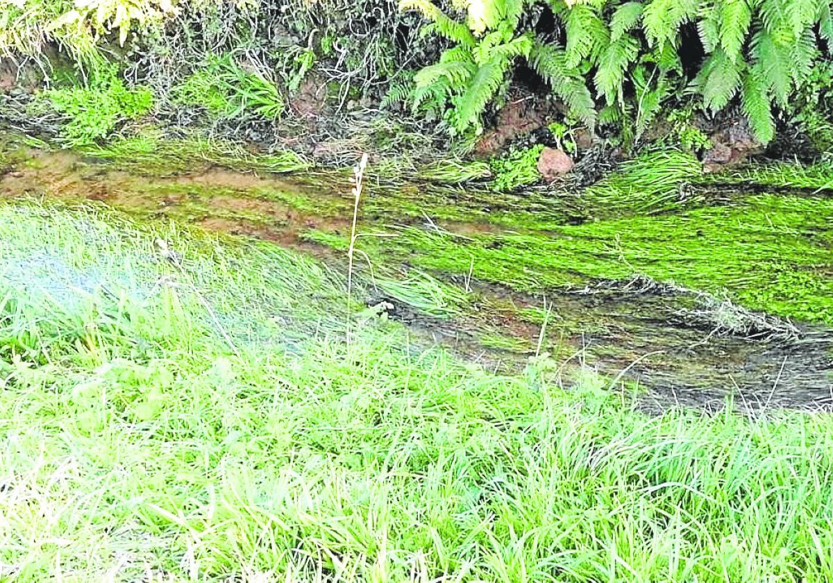 Agua contaminada que deja el rastro en los praos.