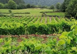 El Principado reclama modificar la autorización de viñedos para impulsar el vino de Cangas