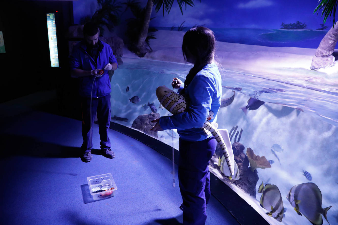 El Acuario y La Laboral, un aula navideña para los niños de Gijón