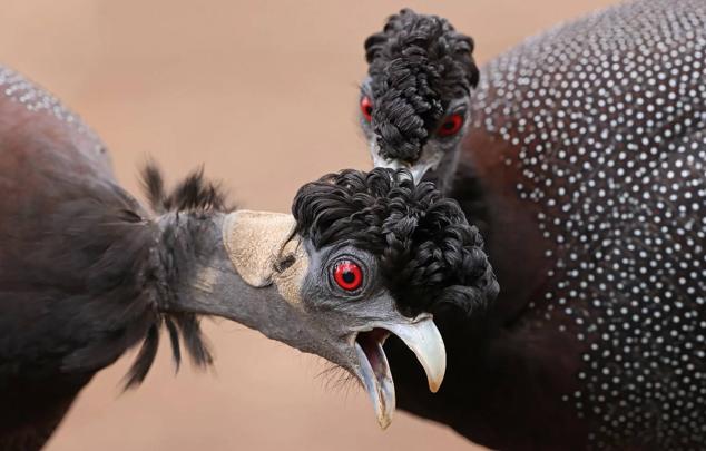 3. Esta imagen de una bandada de pintadas crestadas recibe el título de "¡Ese es el lugar!" y fue capturada en el Parque Nacional Kruger de Sudáfrica.