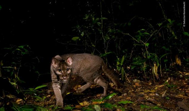 9. Bajo el título "El escurridizo gato dorado", esta imagen muestra un raro y escurridizo gato dorado africano en la densa selva tropical del Parque Nacional de Kibale, en Uganda.