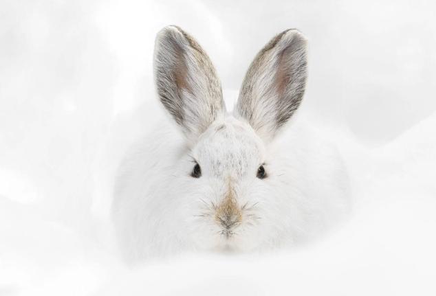 21. Titulada "La liebre raqueta mira fijamente", muestra a una liebre con raquetas de nieve descansando sobre un pequeño montículo de nieve en los bosques del Parque Nacional de las Montañas Rocosas (Colorado, EE UU.).