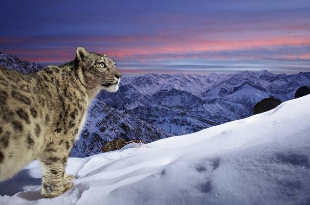 24. Titulada "El mundo del leopardo de las nieves", esta imagen muestra a un leopardo de las nieves en una pose perfecta. La imagen fue tomada en las espectaculares montañas de Ladakh, en el norte de la India.