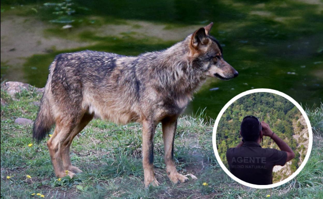 Investigan la muerte de una loba adulta en el Parque Nacional de los Picos de Europa