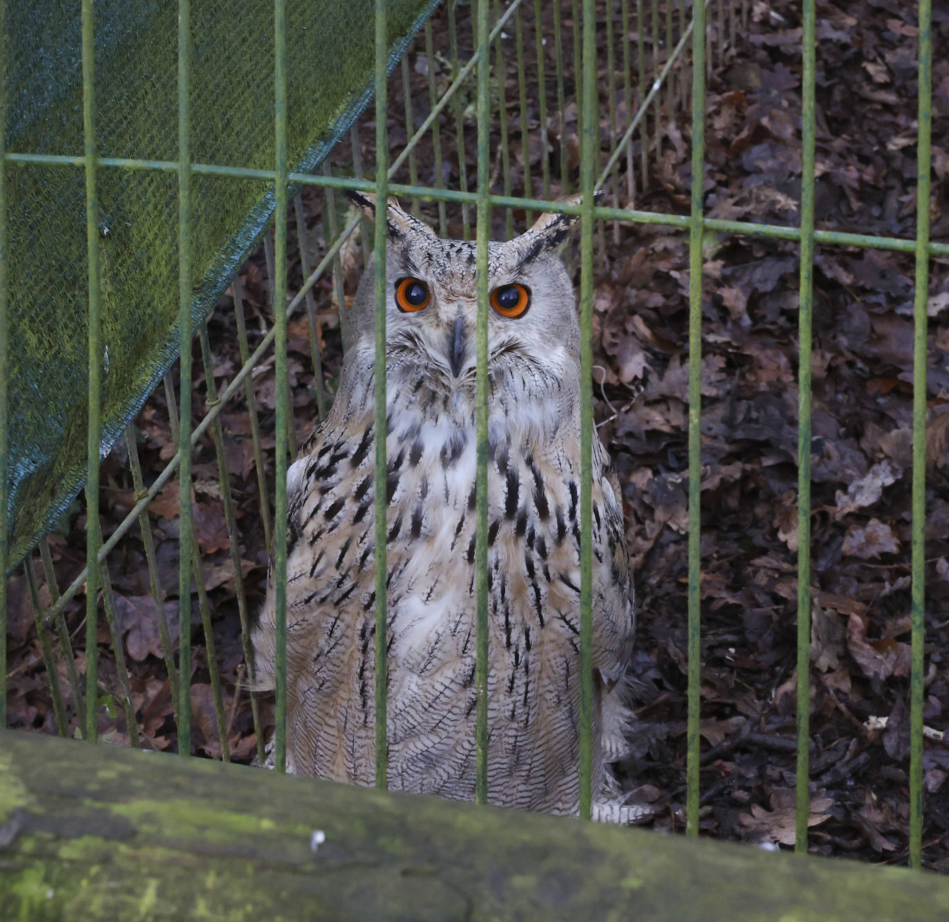 Fotos: El triste final del zoo de Cangas