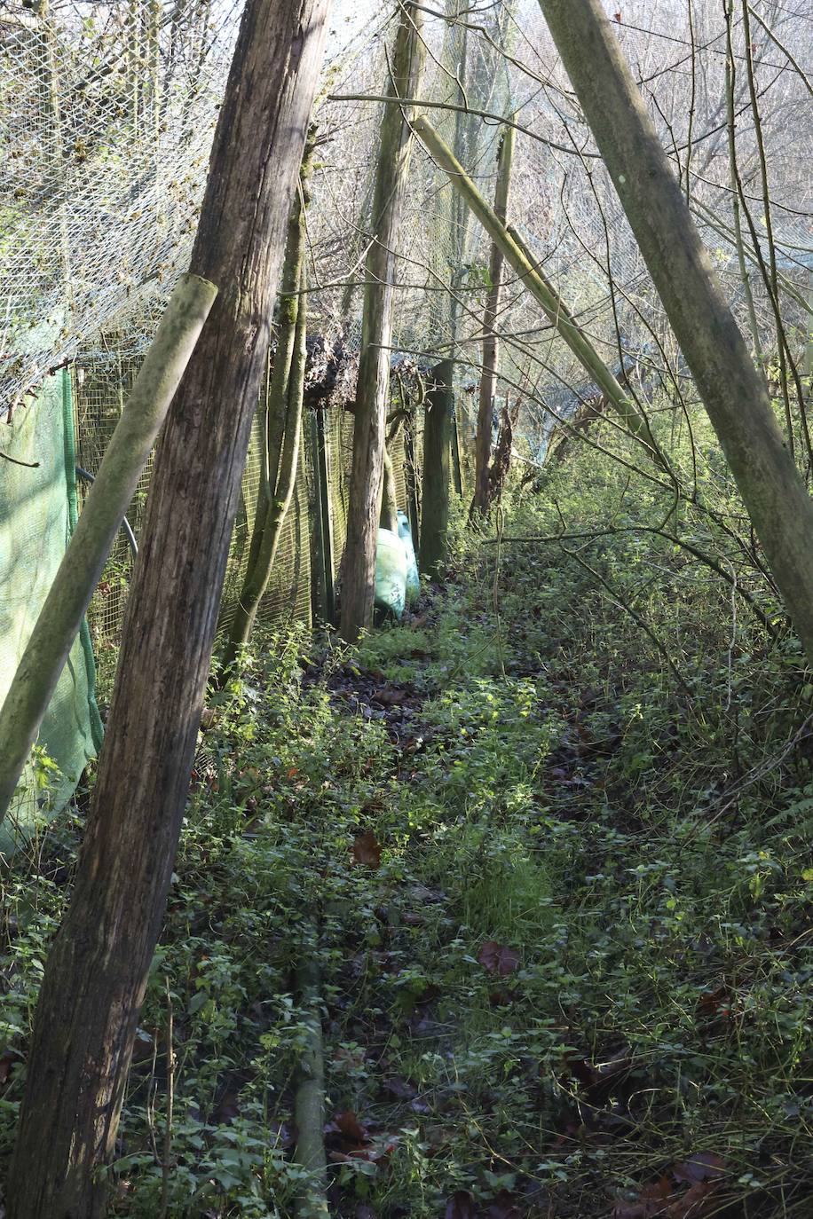 Fotos: El triste final del zoo de Cangas