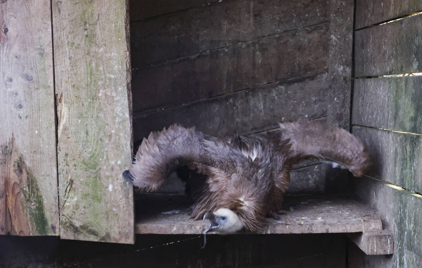 Fotos: El triste final del zoo de Cangas
