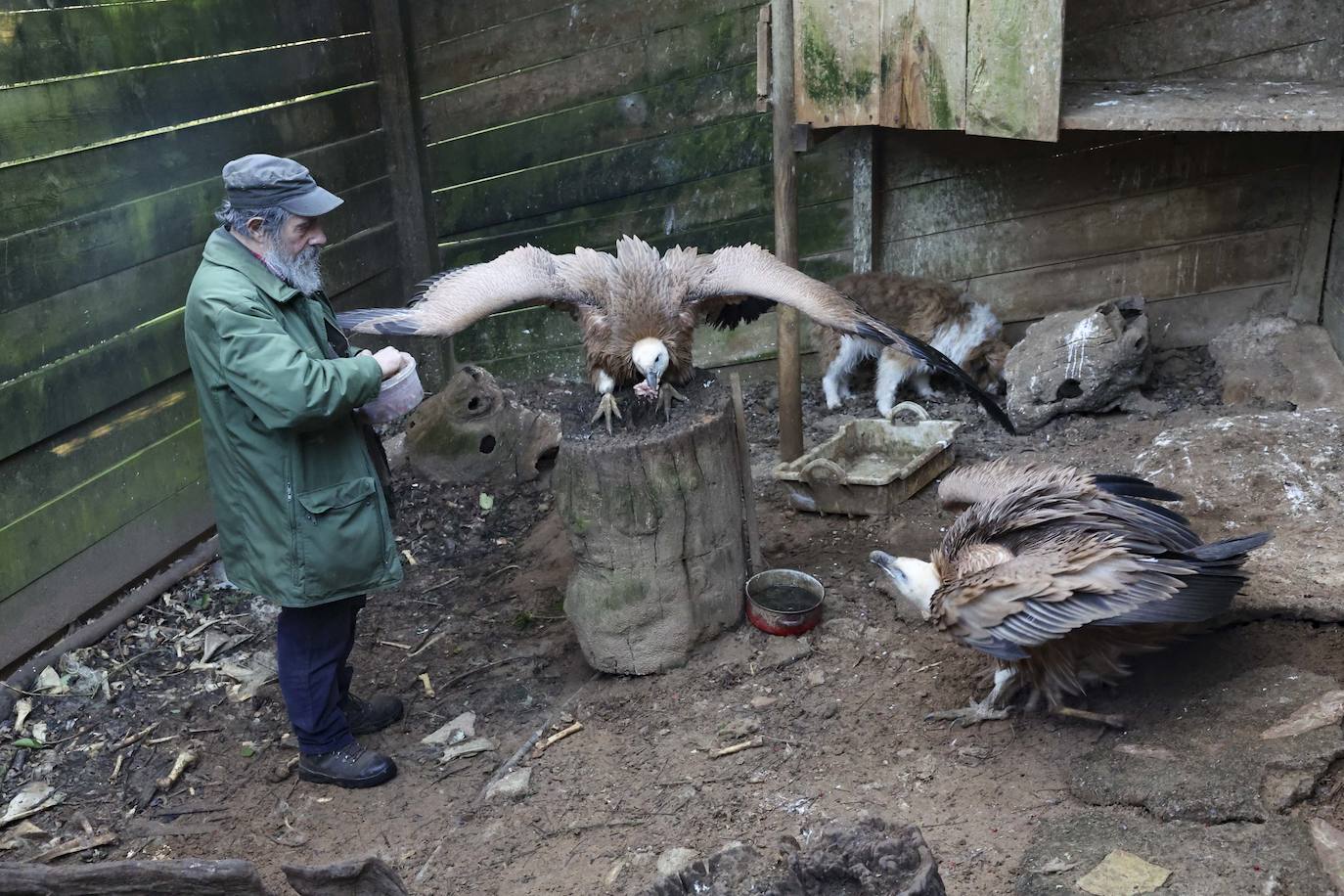 Fotos: El triste final del zoo de Cangas
