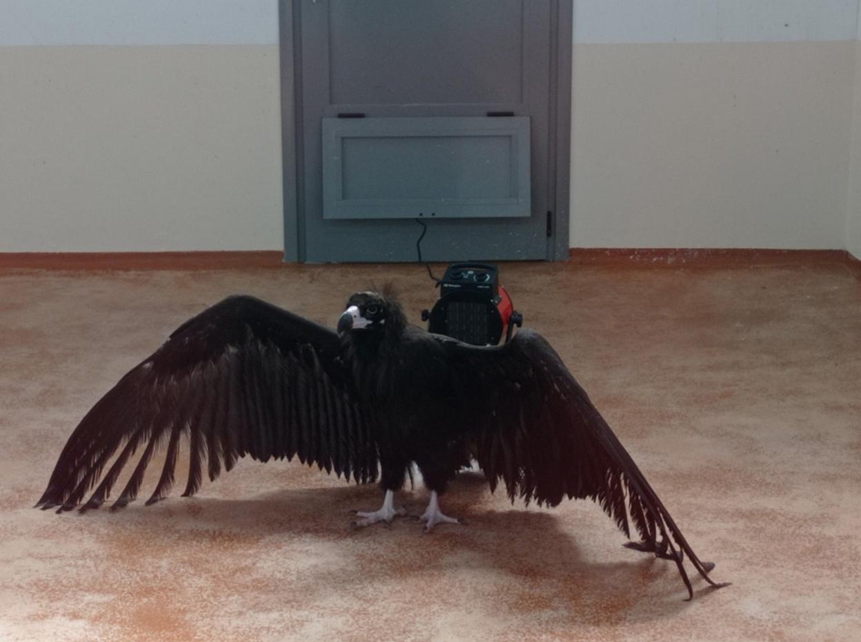 Una de las aves liberadas en el Parque Natural de Las Ubiñas. 