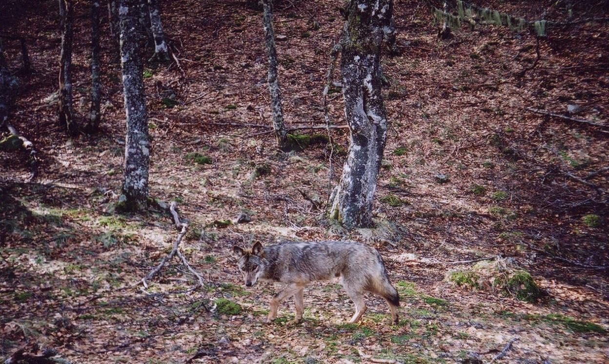 Lobo grabado en un bosque asturiano utilizando una de las cámaras que tiene desplegadas el Fapas. 