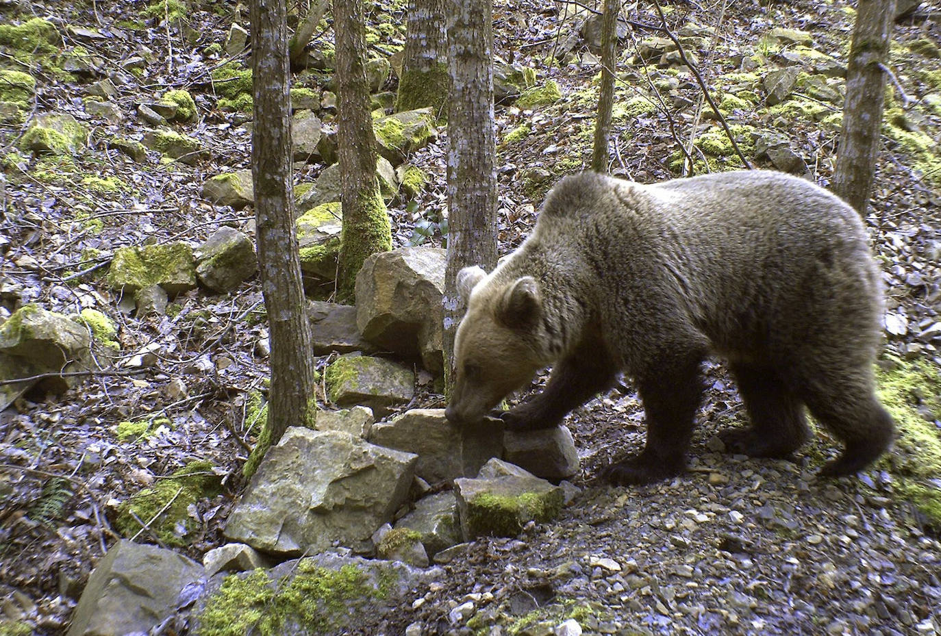 Es un auténtico refugio natural de osos. 