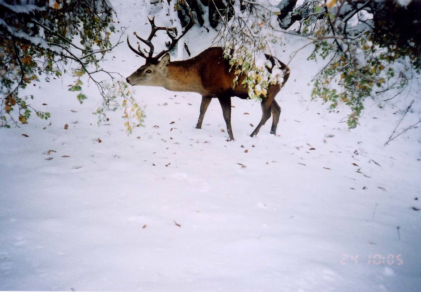 El Parque Natural de Somiedo es un entorno ideal para disfrutar de la fauna. 