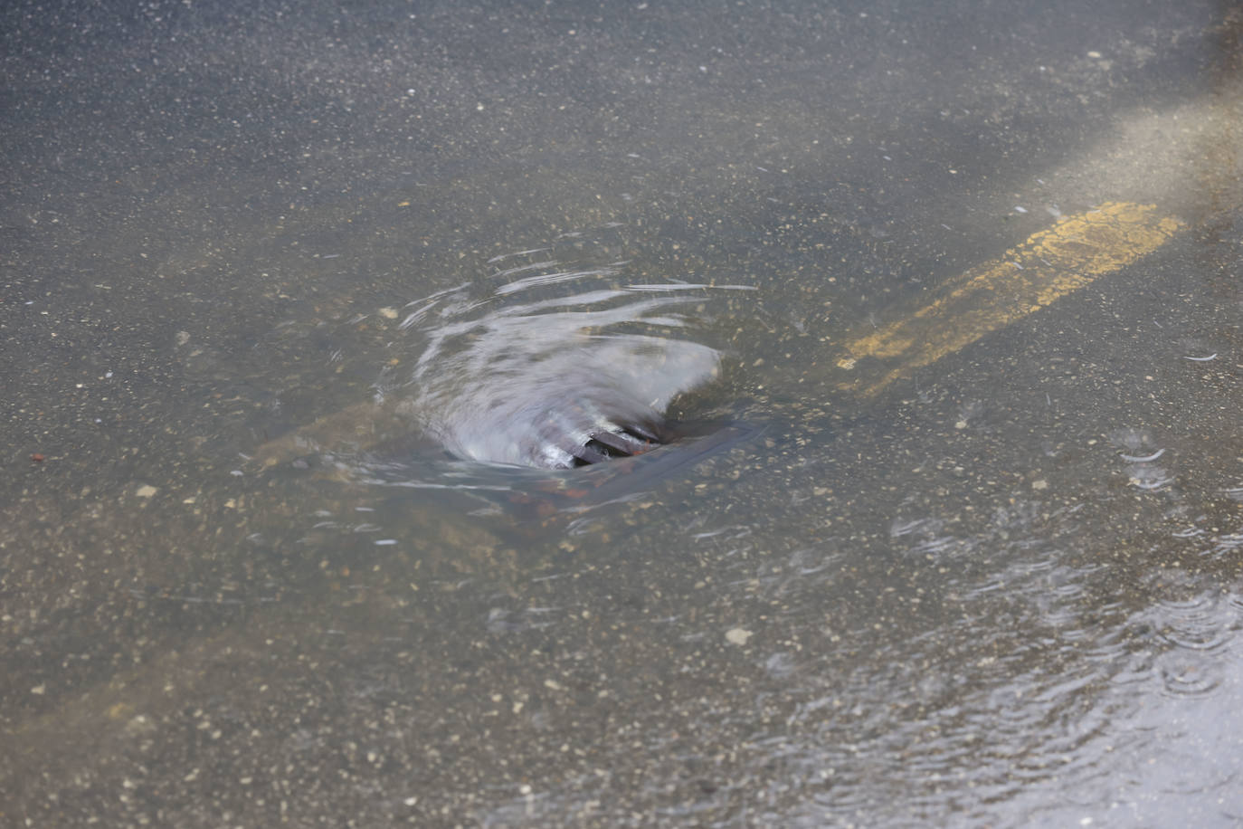 Fotos: Siero bajo el agua de Gerárd