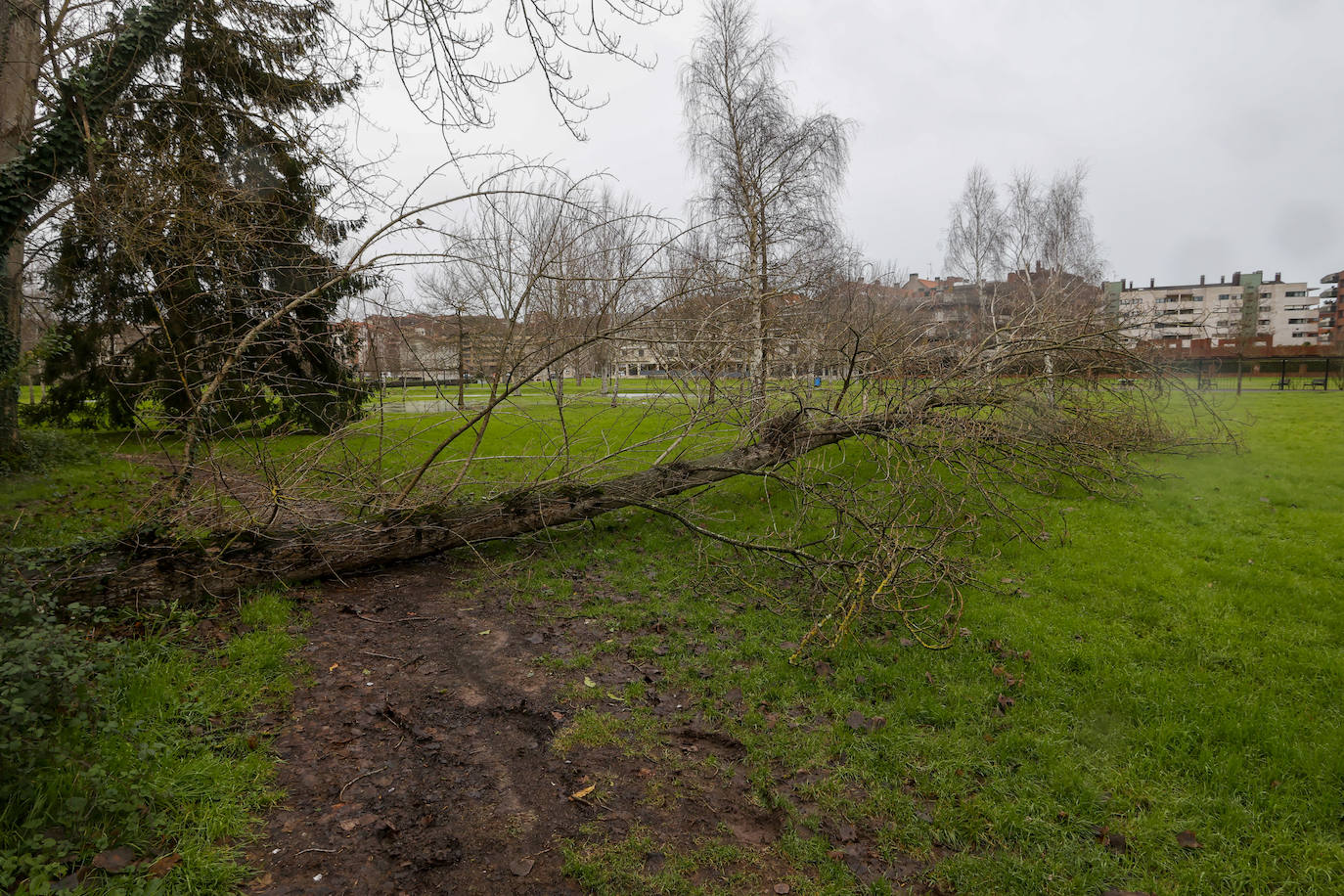 Fotos: El temporal en Gijón: más árboles caídos, fuerte oleaje y lluvia