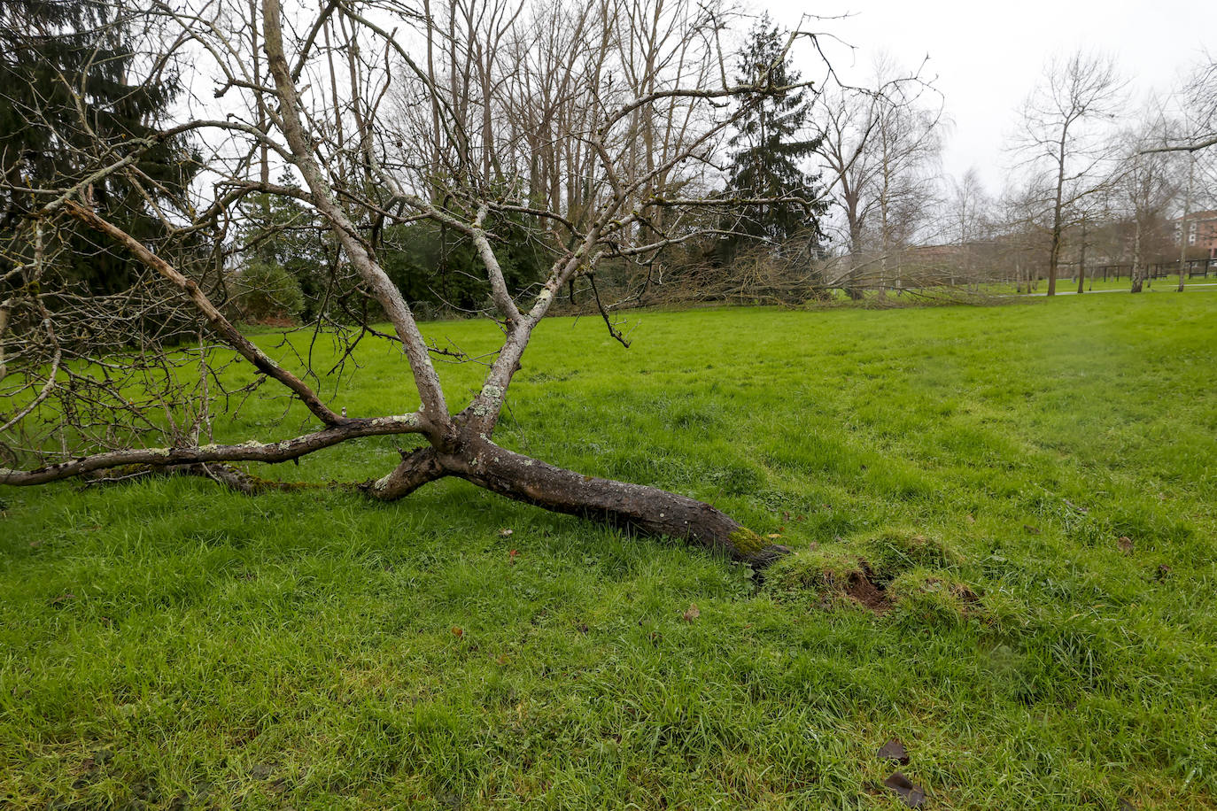 Fotos: El temporal en Gijón: más árboles caídos, fuerte oleaje y lluvia