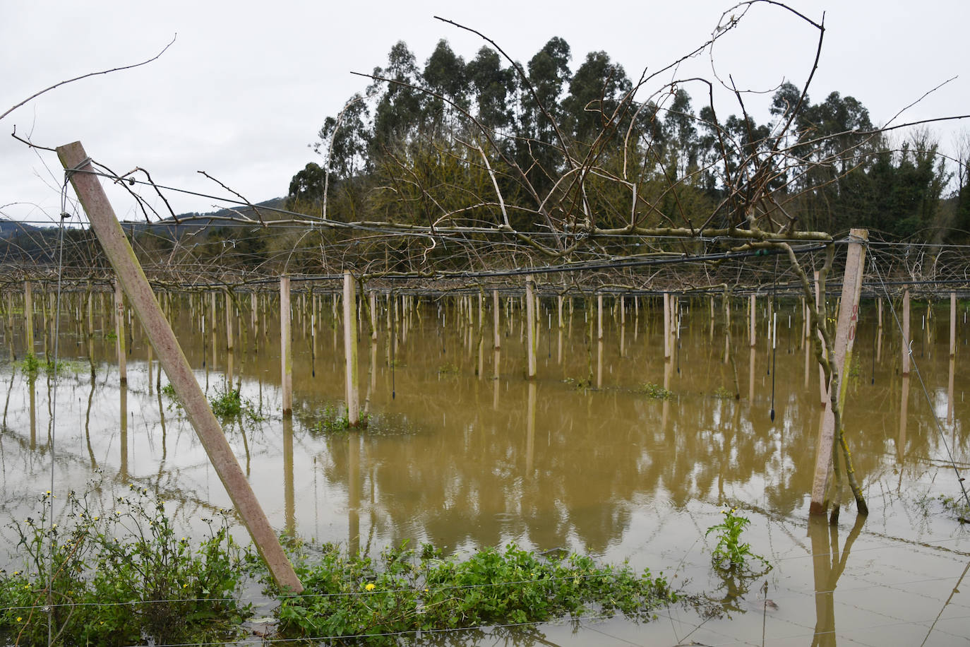 En la imagen, el agua ha anegado una plantación de kiwis en Pravia. | En el vídeo, el Narcea a la altura del puente de Quinzanas. 