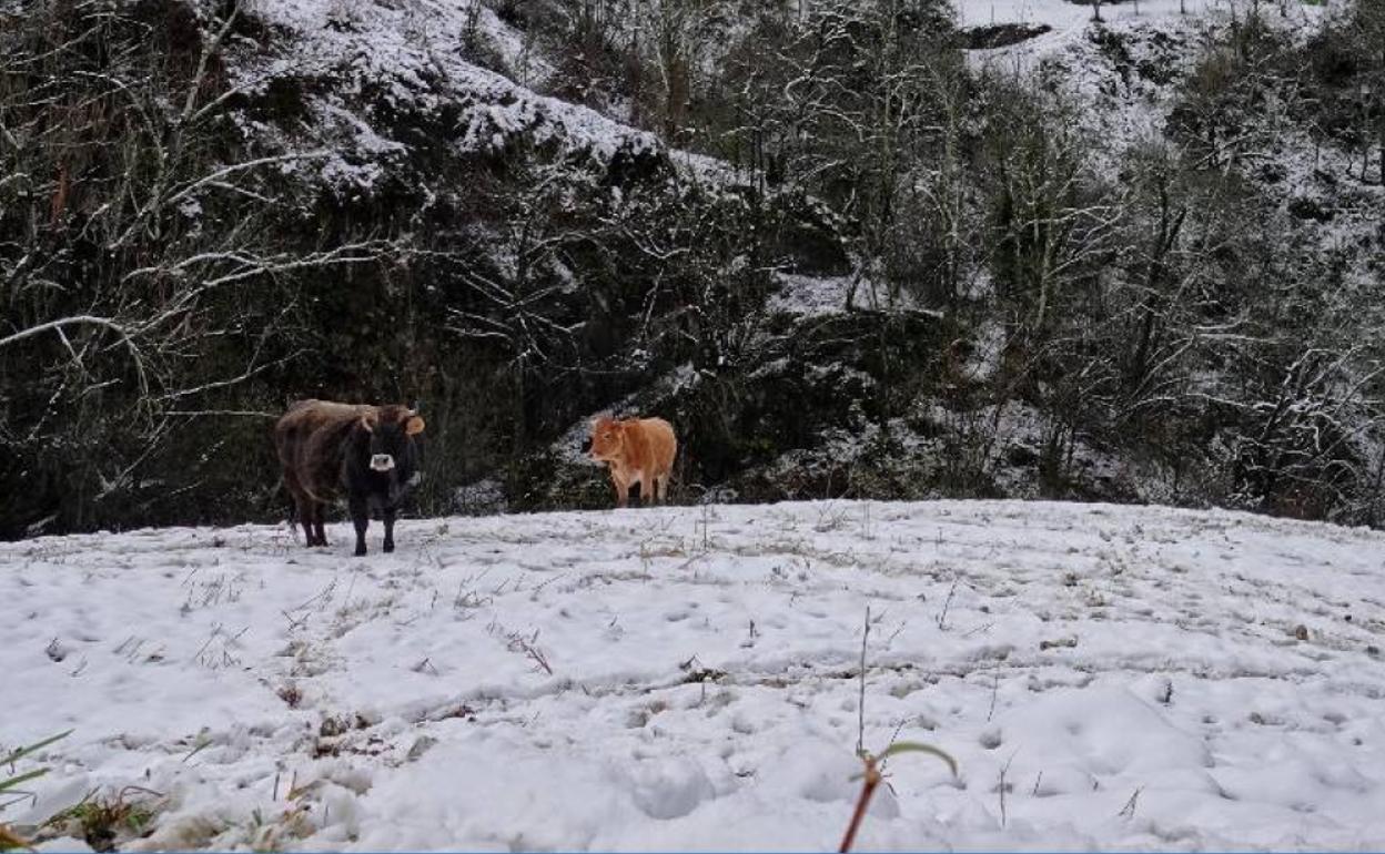 La nieve cayó con fuerza en el concejo de Ponga.