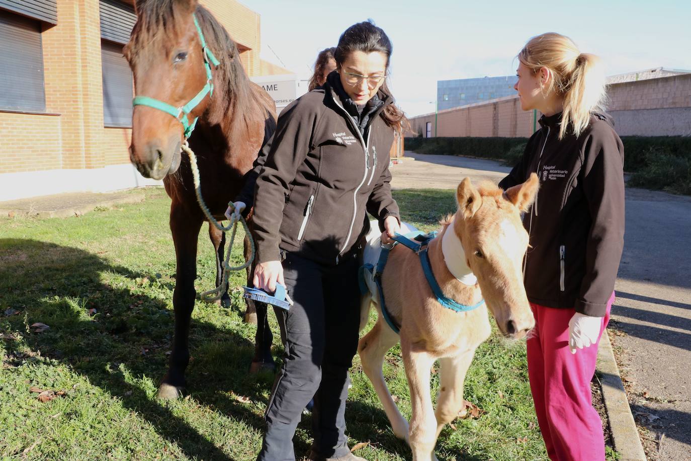 La potra asturiana intervenida en el Hospital Veterinario de la Universidad de León tras reabrir sus puertas para cirugías equinas.