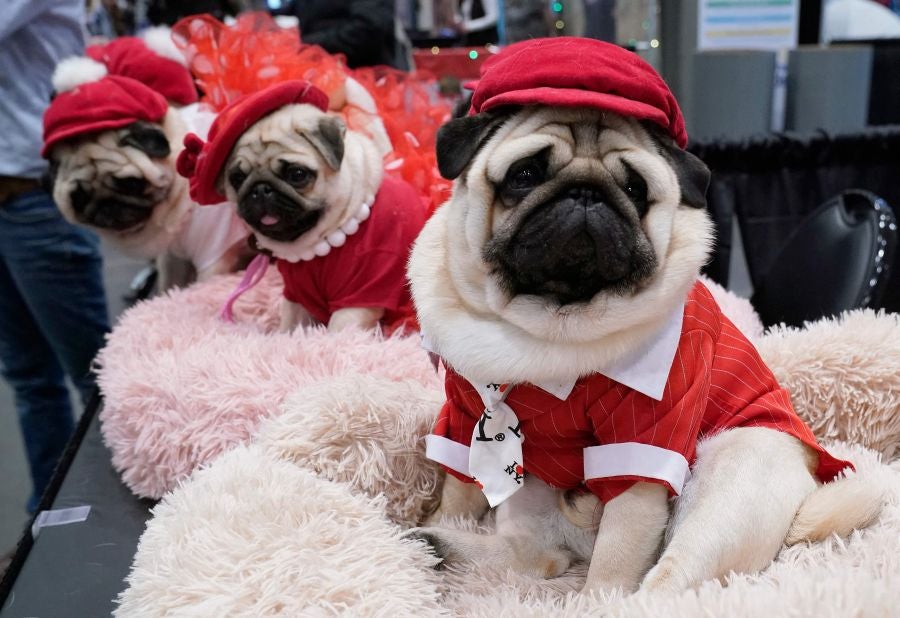 Fotos: Perros de competición en el encuentro canino más selecto