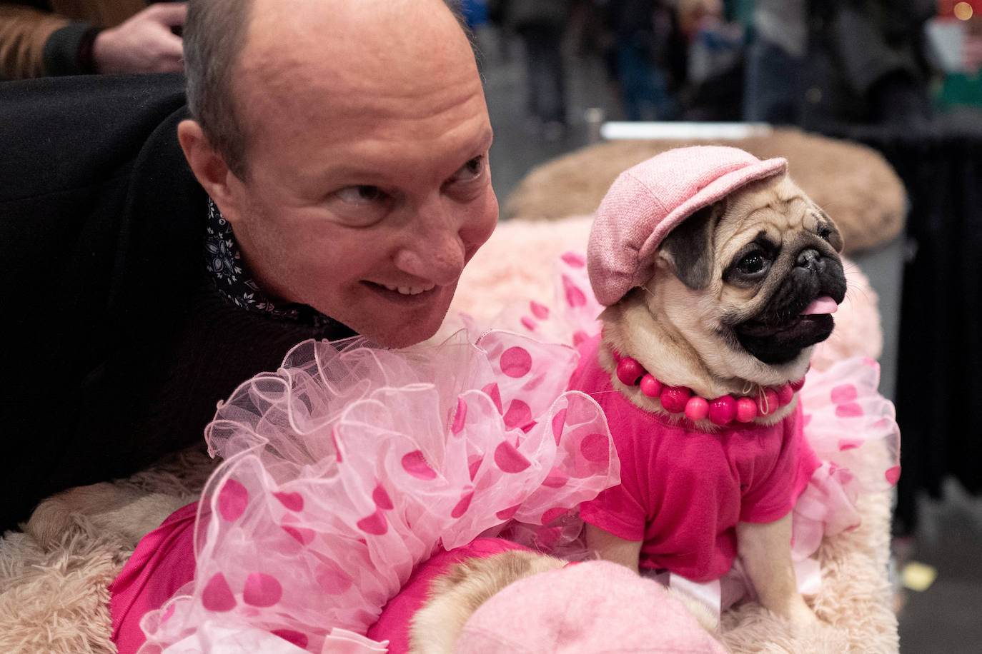 Fotos: Perros de competición en el encuentro canino más selecto